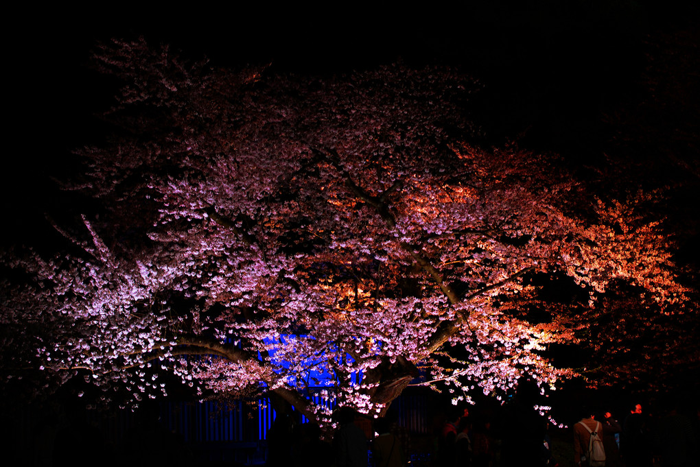 満開の夜桜　…　弘前城
