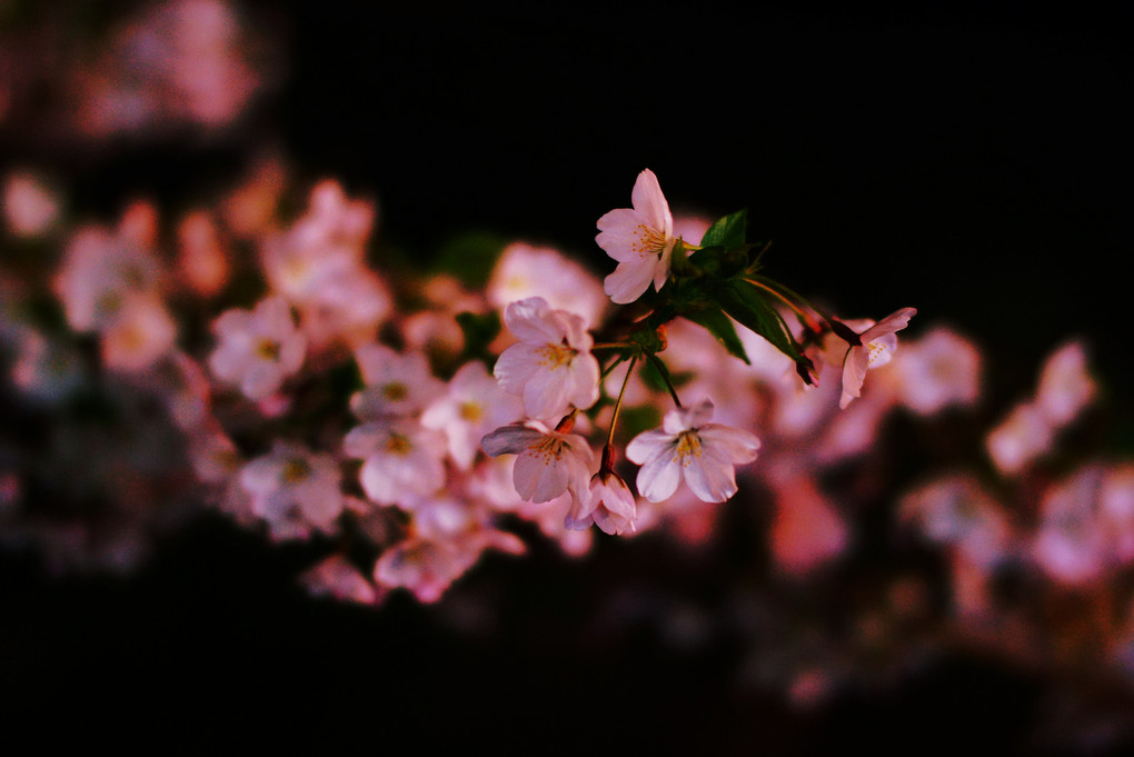 満開の夜桜　…　弘前城
