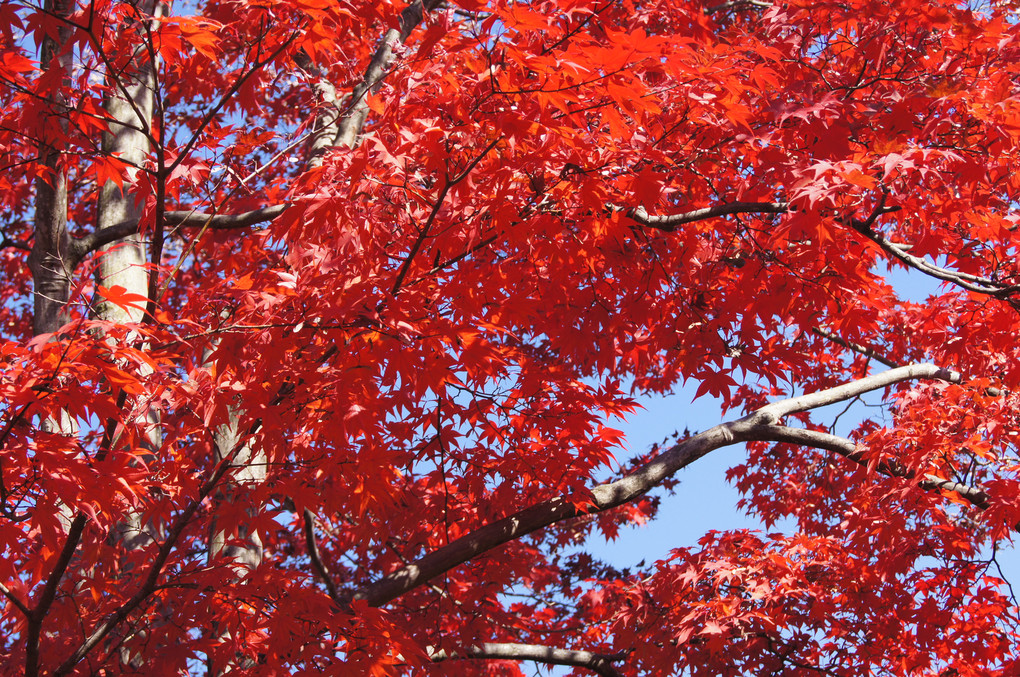 青空を彩る赤い葉