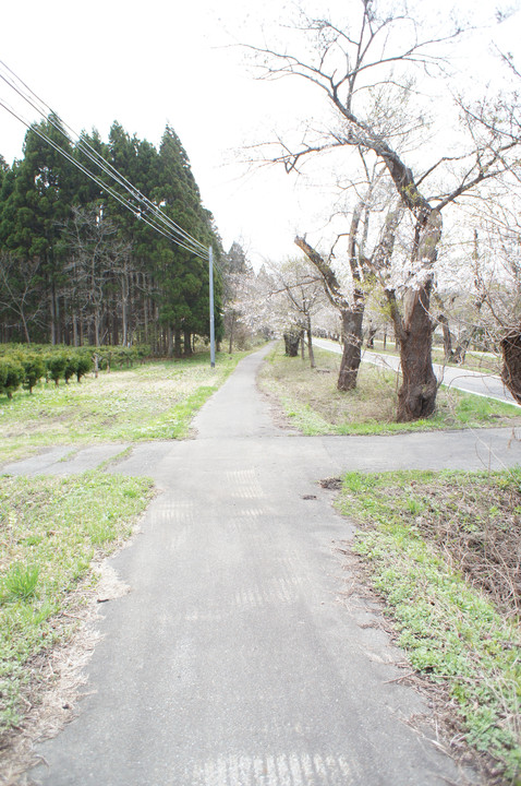 桜のサイクリングロード