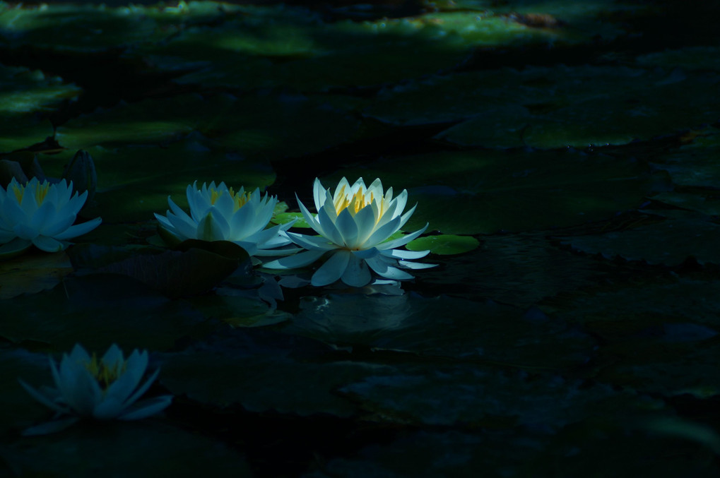 沼本ダム湖にある小池に蓮の花が咲く