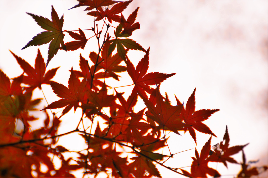 石老山顕鏡寺１２月１０日の遅い紅葉