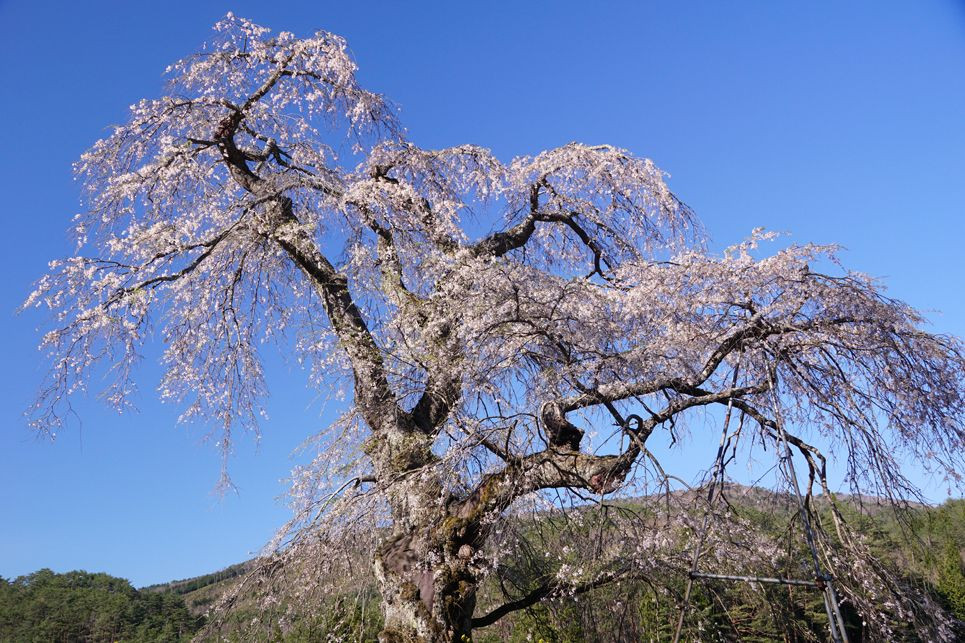 個性派の桜