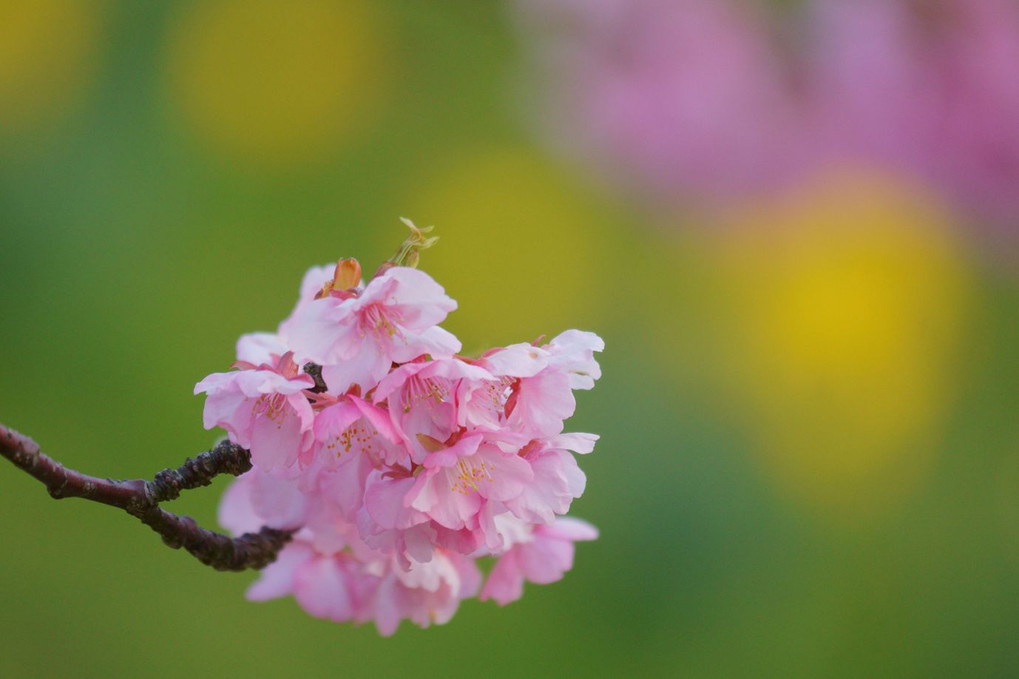 河津桜