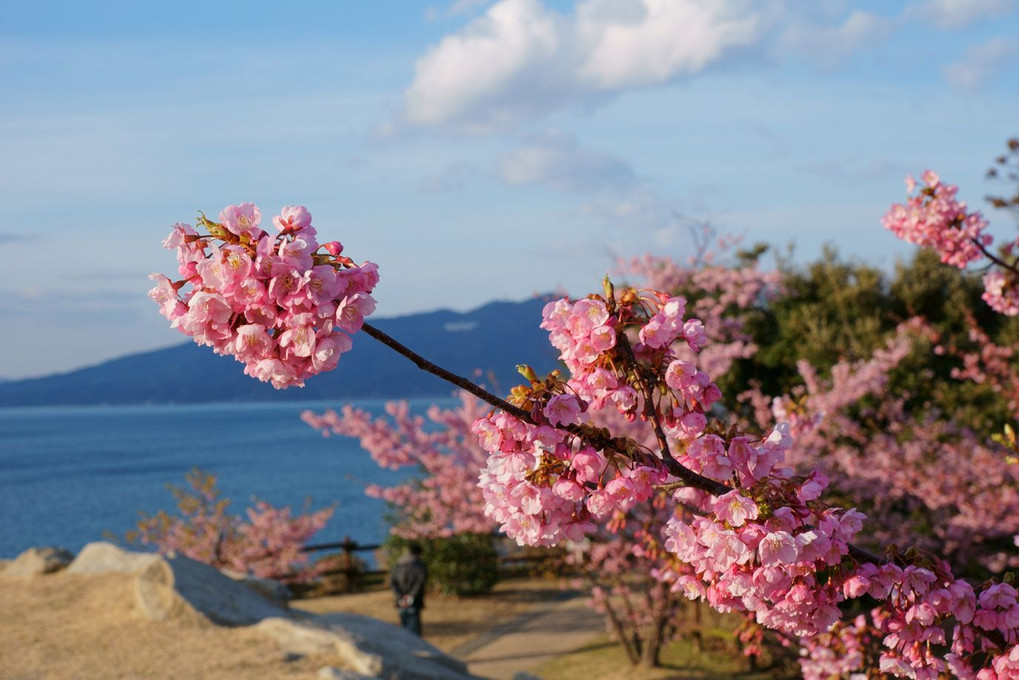 河津桜