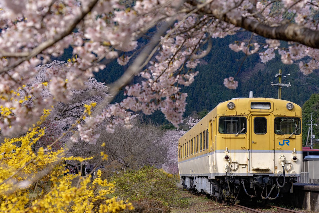 桜満開🌸安野花の駅公園