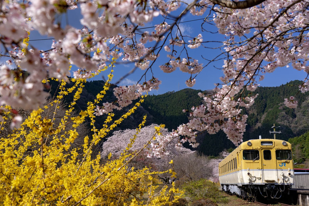 桜満開🌸安野花の駅公園