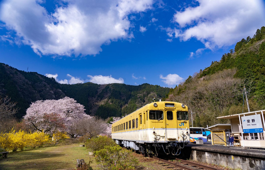 桜満開🌸安野花の駅公園