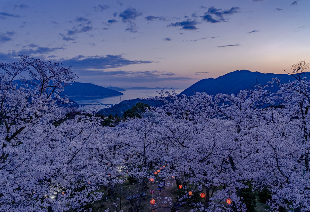 開き山公園夜桜