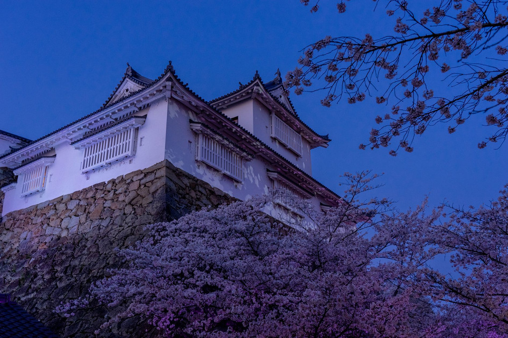 桜満開～津山城