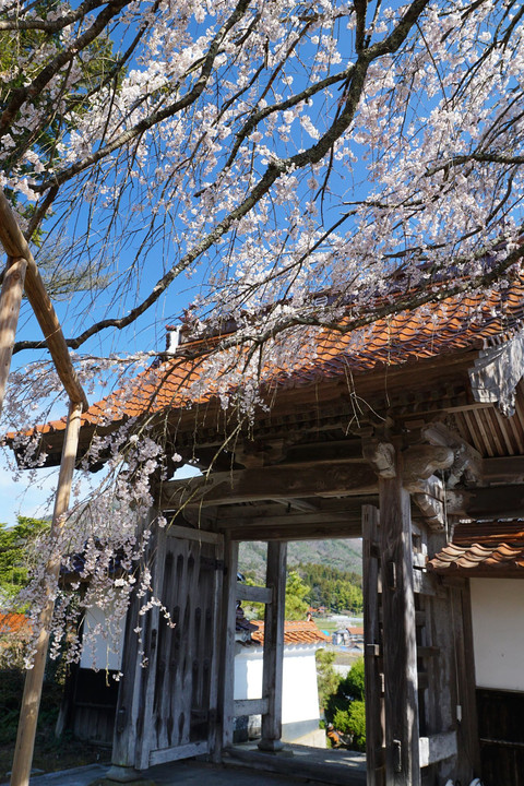 圓立寺の枝垂桜