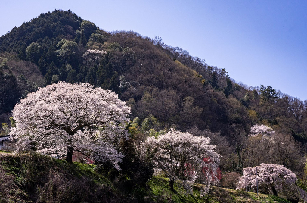 広島桜巡り　里山の桜