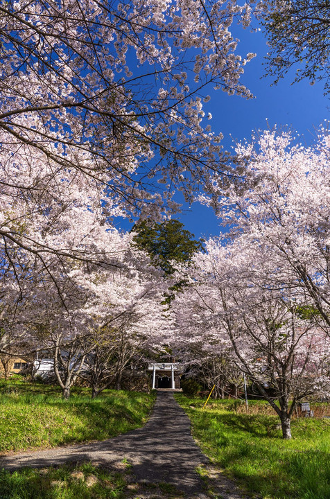 広島桜巡り　里山の桜