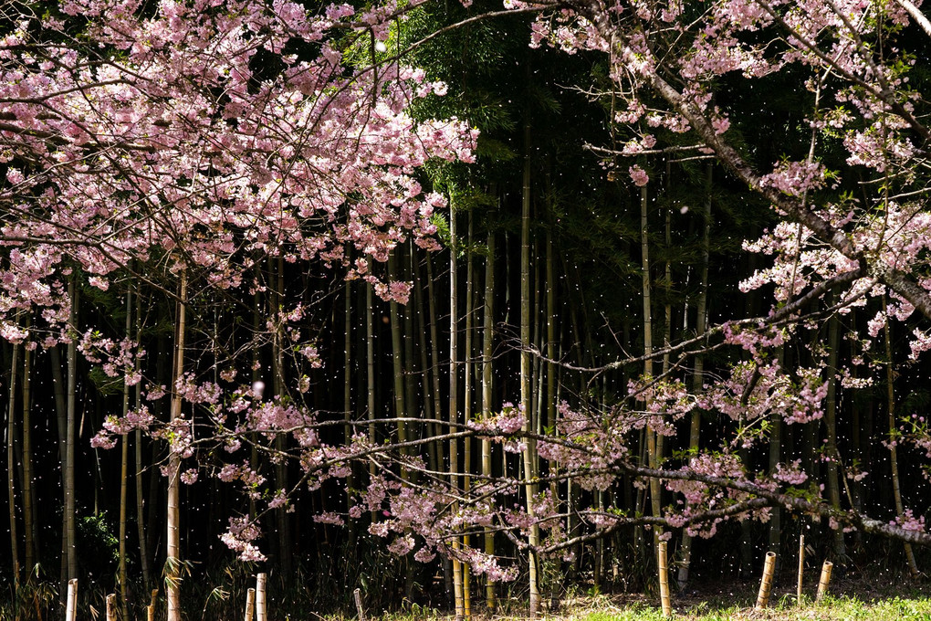 桜散る