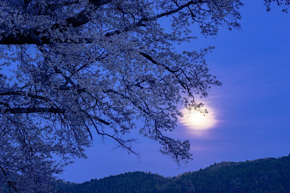満月の夜桜