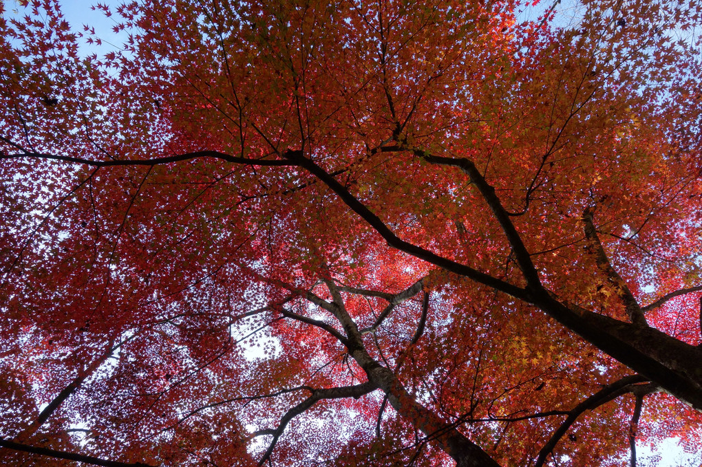 瀬戸市の岩屋堂公園の紅葉を見に行ってきました( ´ ▽ ` )ﾉ