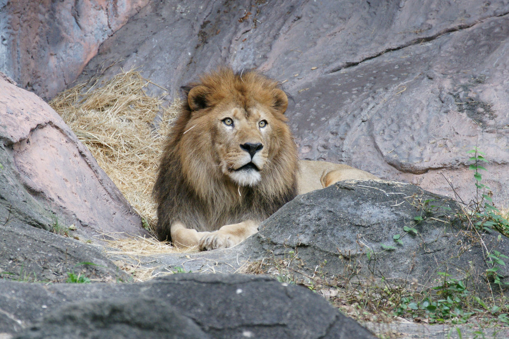 名古屋東山動物園( ´ ▽ ` )ﾉ