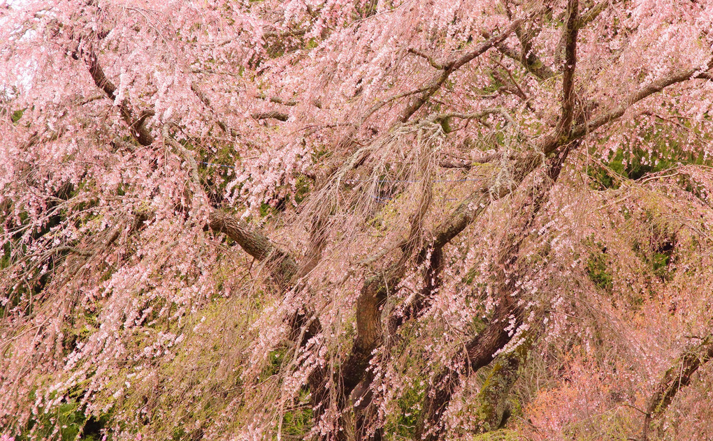 又衛門桜の春