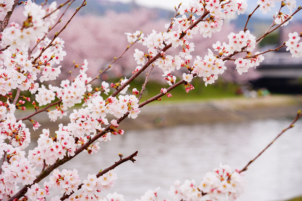 桜の咲く季節