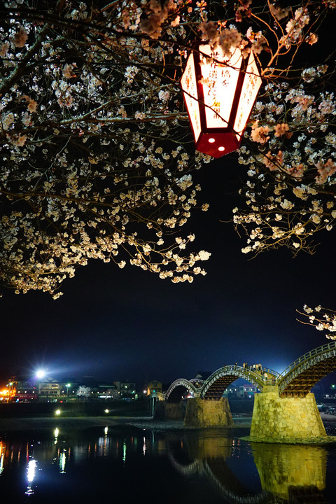錦帯橋の夜桜