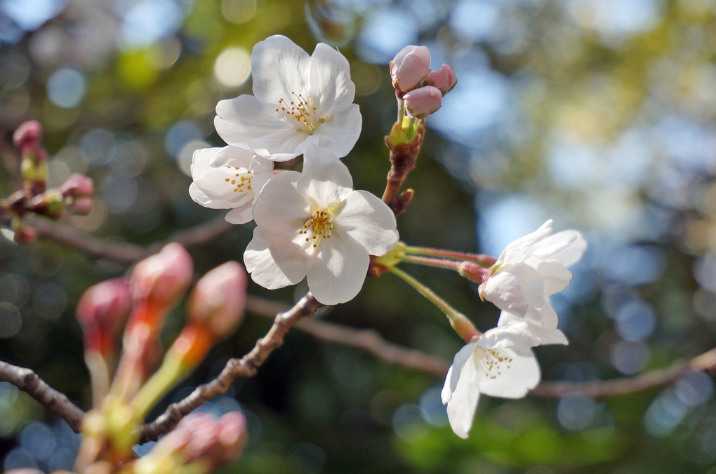 開花