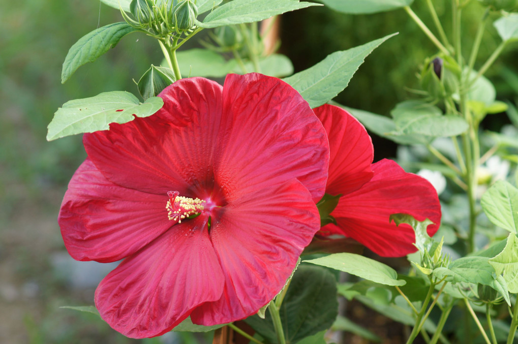 真っ赤な大輪の花アメリカフヨウ