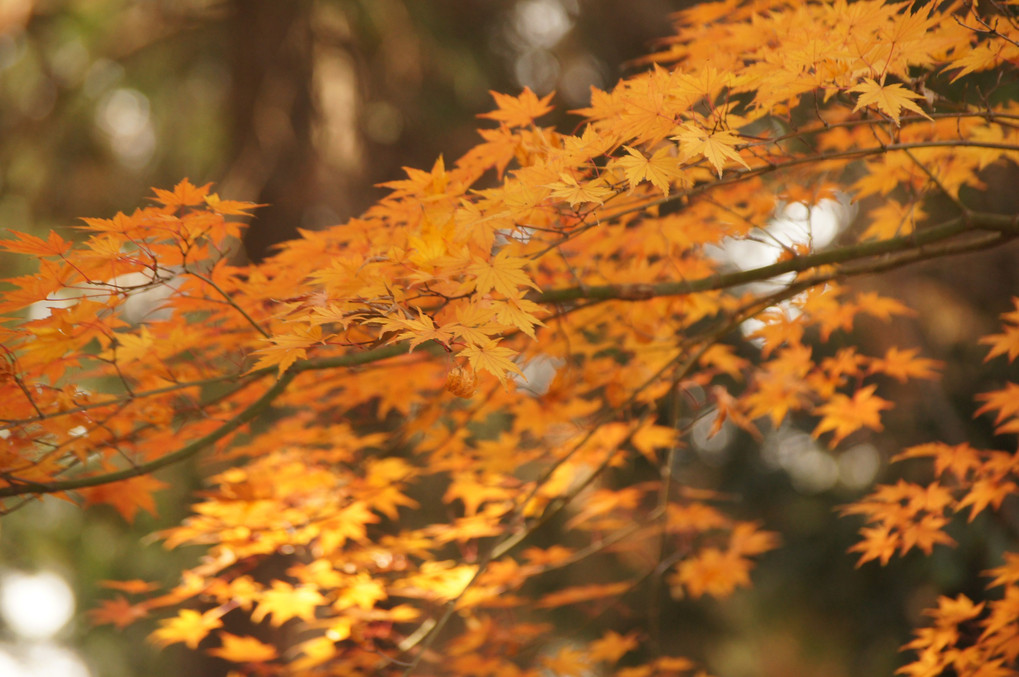 紅葉　黄色と赤色