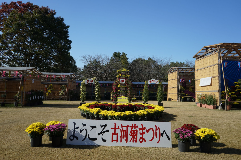 第１３回古河菊まつり