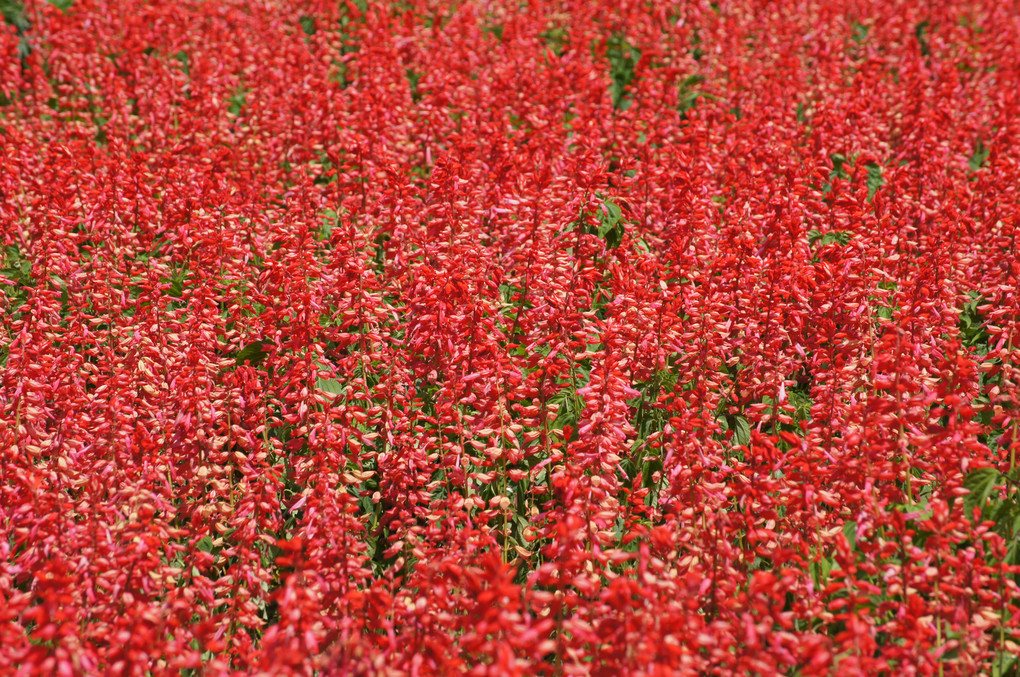 暑い夏・赤い花