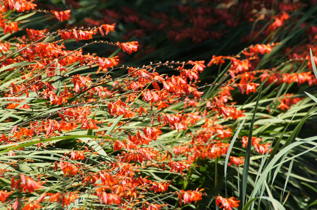 暑い夏・赤い花