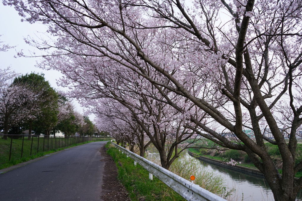 わが町の桜が、見頃