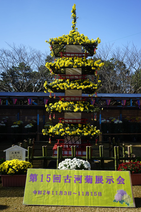 古河菊展示会（茨城県古河市ネーブルパーク）