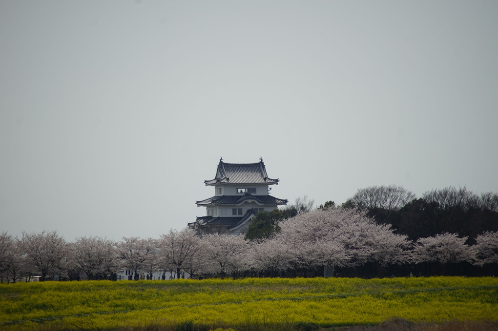 関宿城と桜