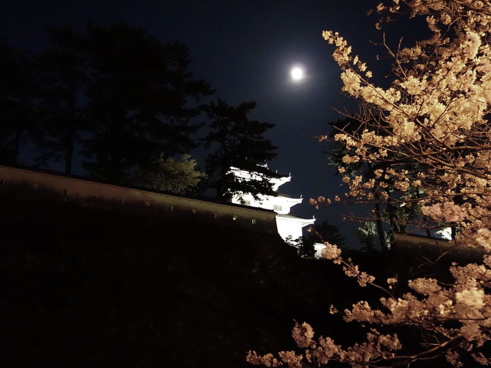 月夜桜に城
