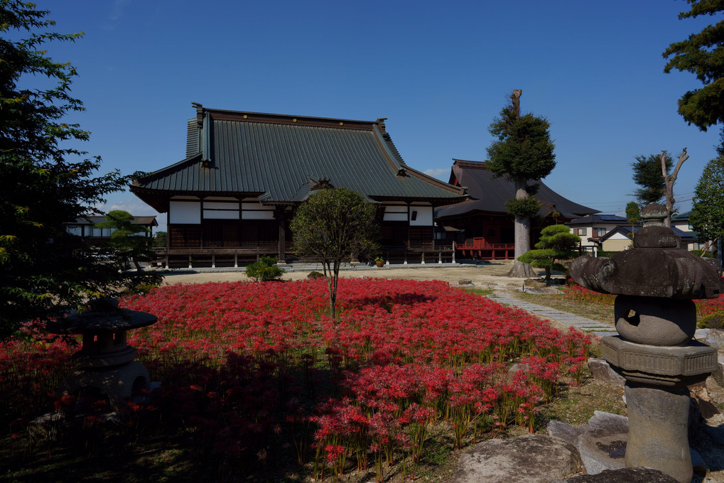 筑西市千妙寺の曼珠沙華