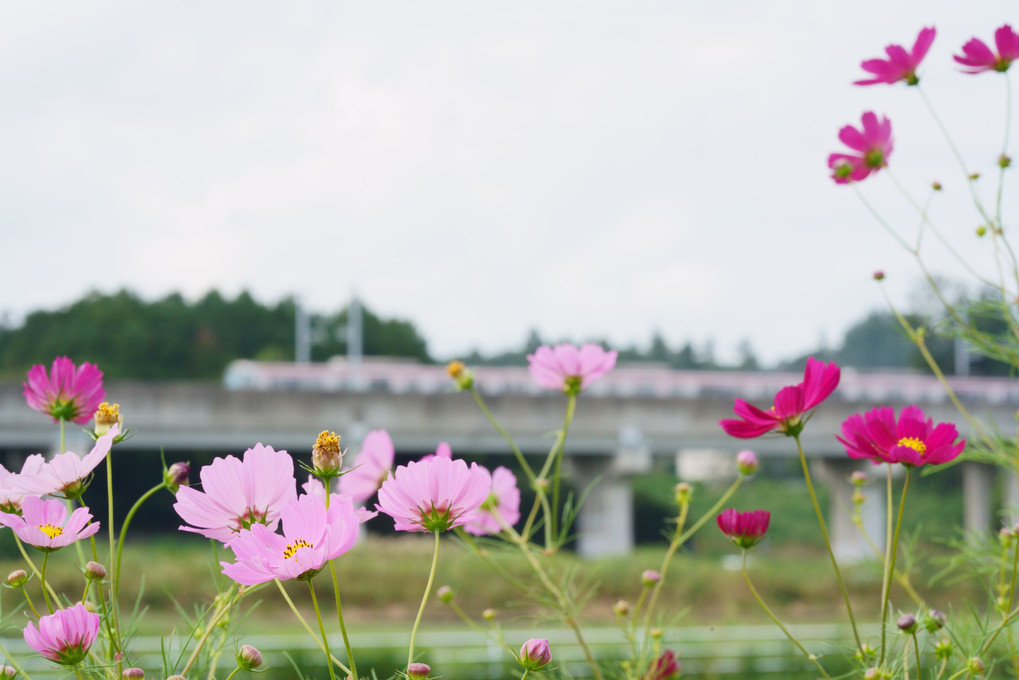 田んぼ脇の土手に咲く秋桜