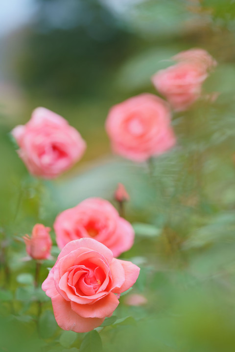 初冬の花々