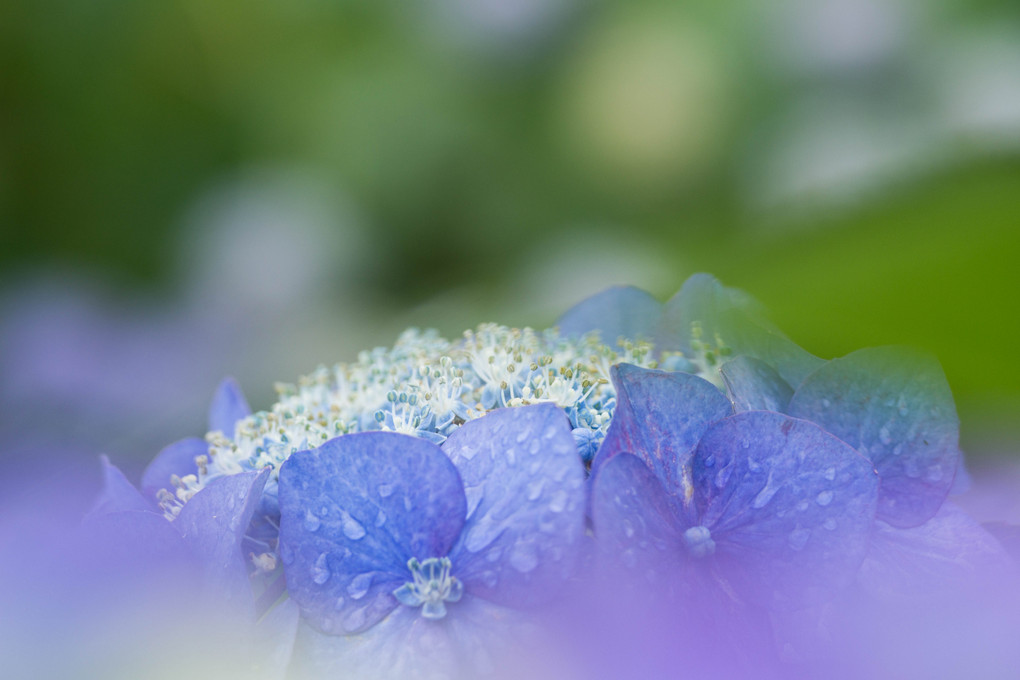 雨上がりの紫陽花