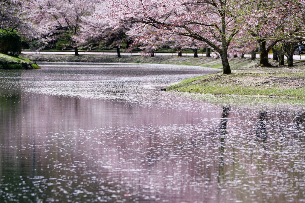 桜の畔
