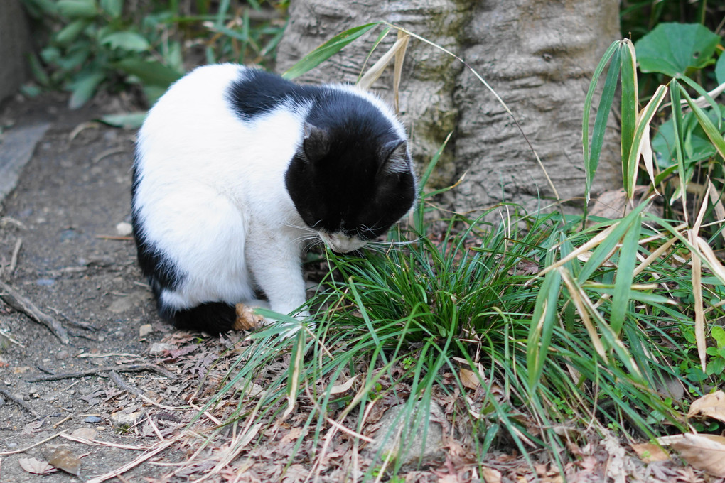 草を食む猫（4場面）