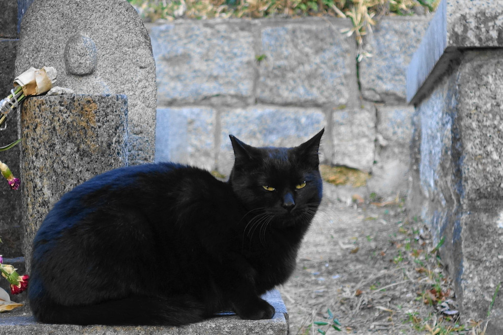 墓場の猫のカルテット　個性豊かな野良猫たち