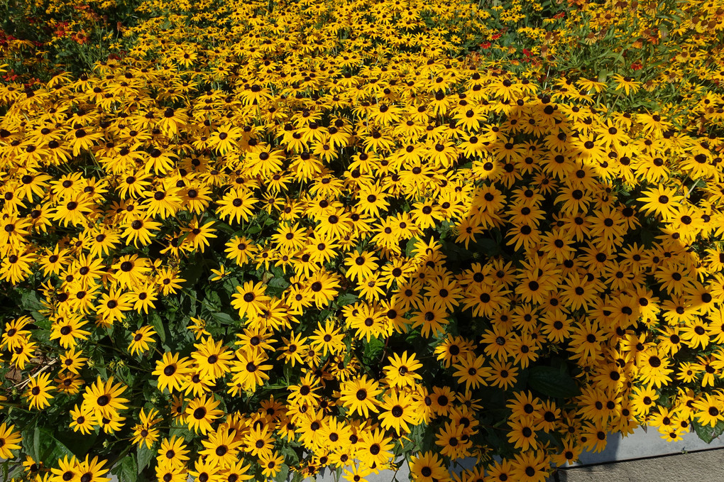 グラーツ中央駅駅前広場の黄色い花畑