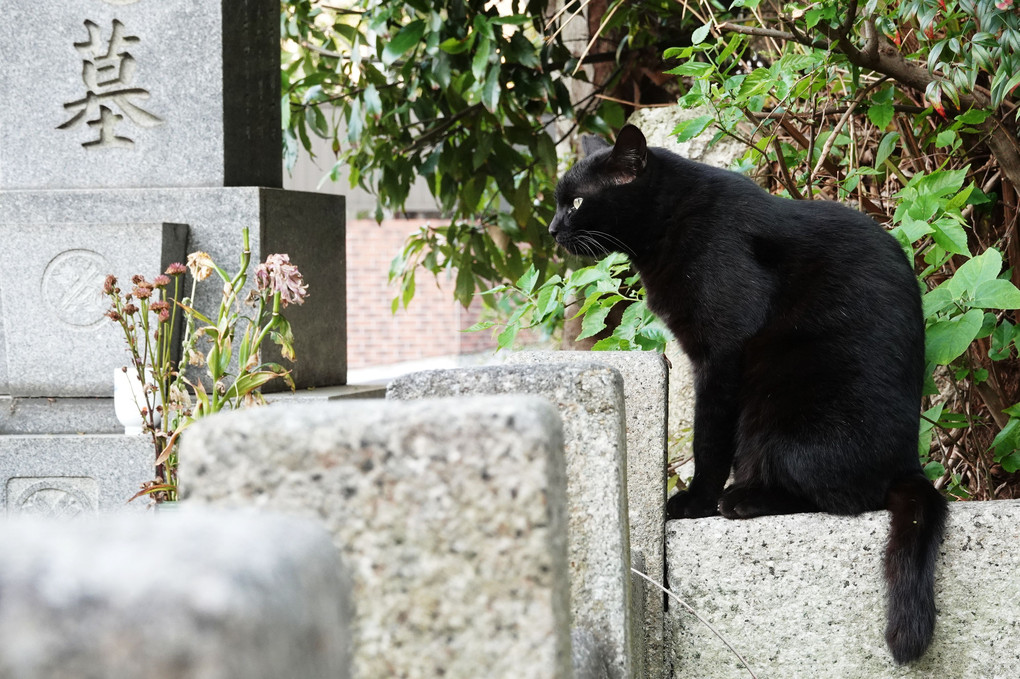 墓場の黒猫