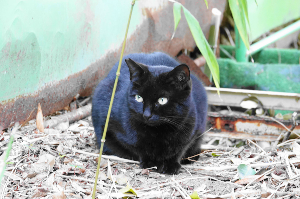 黒い子猫（２枚）