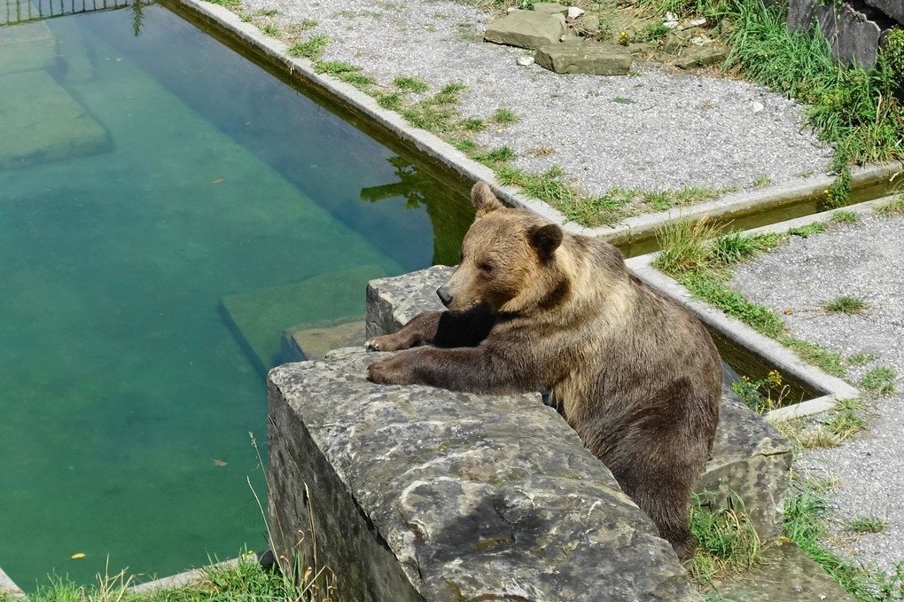 ベルン熊公園の熊