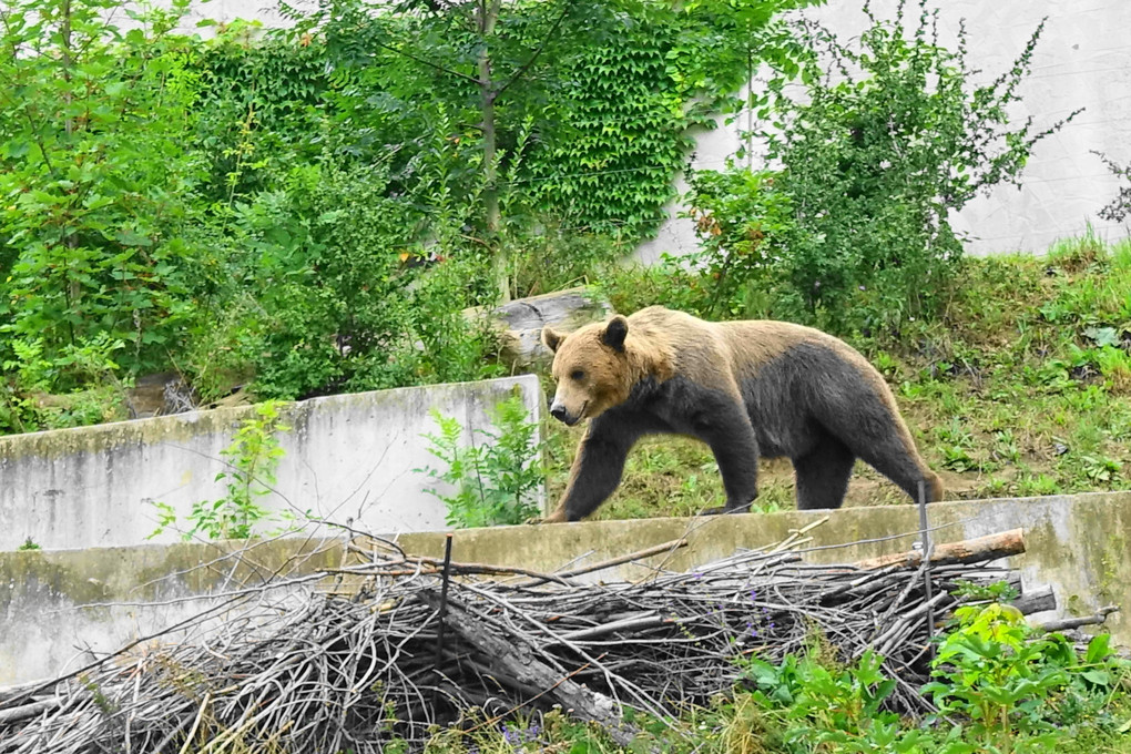 ベルン熊公園の熊