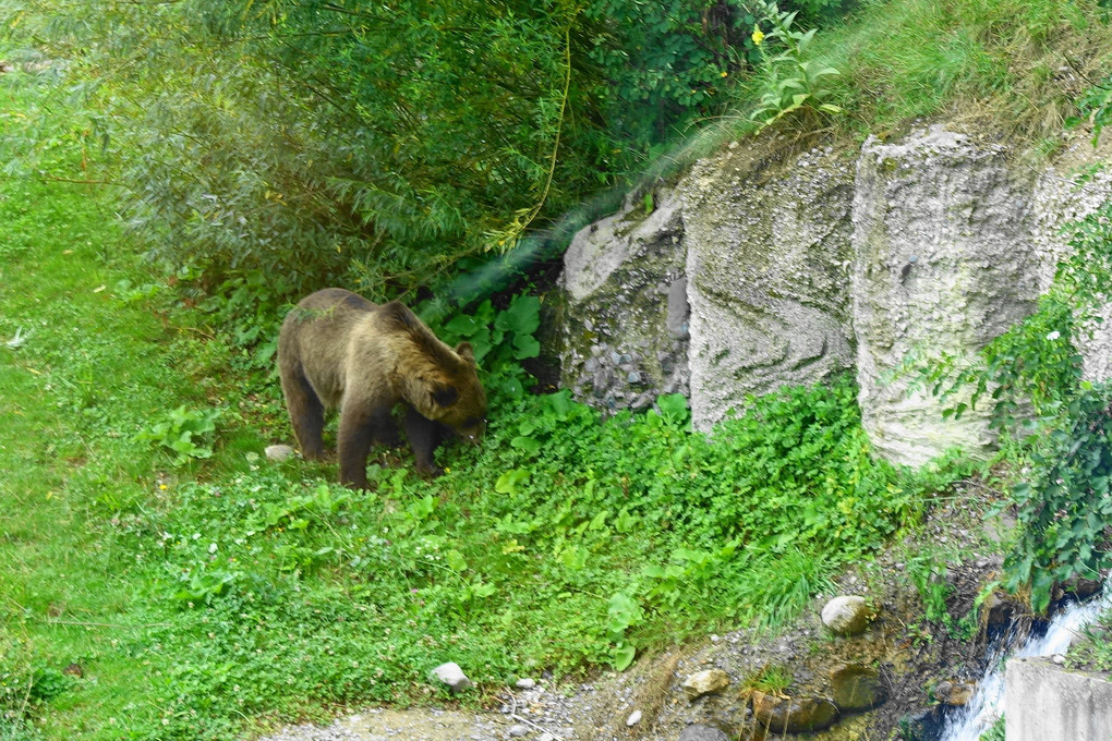 ベルン熊公園の熊