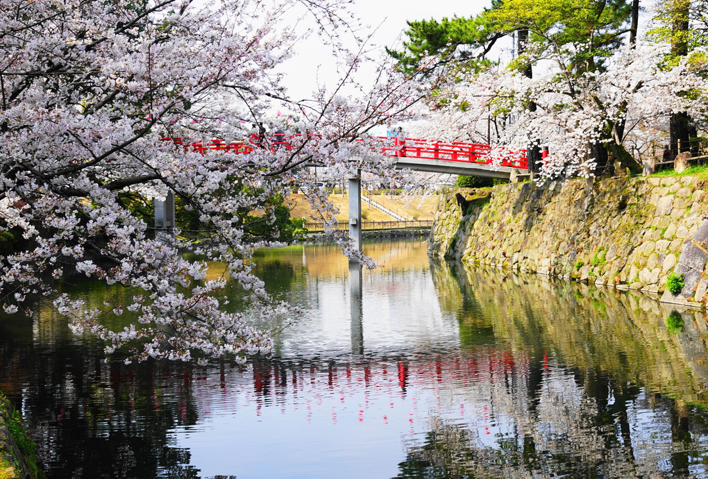 神橋と桜