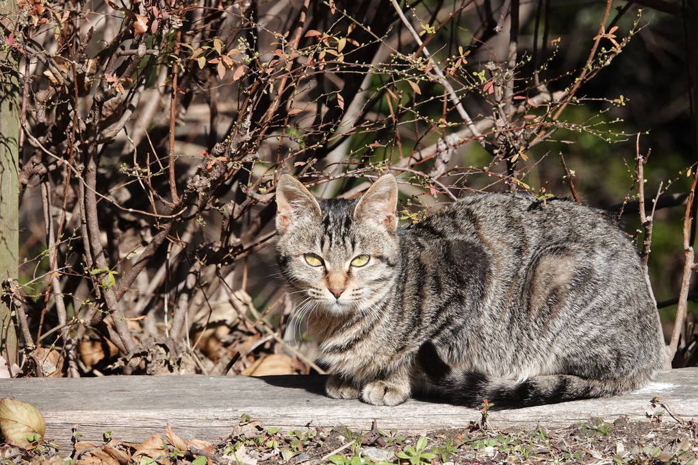 ある冬の日の公園の猫