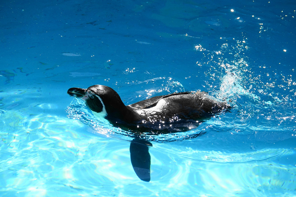 水しぶきを上げるペンギン